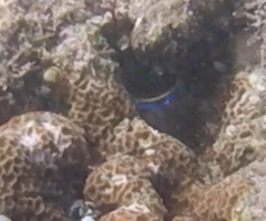 Chrysiptera leucopoma