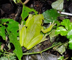 Smilisca cyanosticta