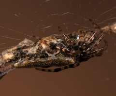 Cyclosa confusa