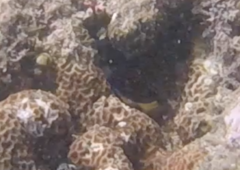 Chrysiptera leucopoma