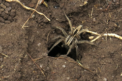Hogna birabeni