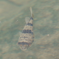Marilyna pleurosticta