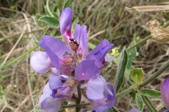 Lathyrus pubescens