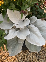 Senecio candidans