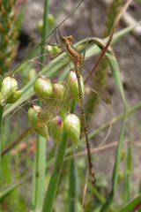 Lestes undulatus