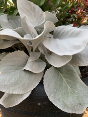 Senecio candidans
