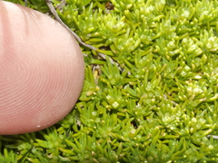 Scleranthus biflorus