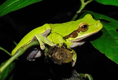 Smilisca cyanosticta