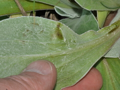Craspedia uniflora maritima