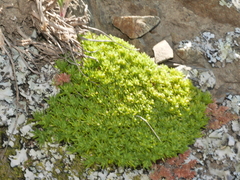 Scleranthus biflorus