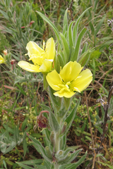 Oenothera indecora