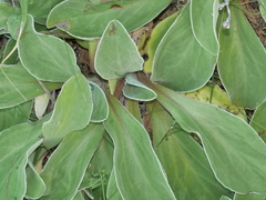 Craspedia uniflora maritima