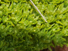 Scleranthus biflorus