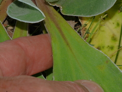 Craspedia uniflora maritima