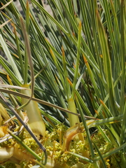 Aciphylla squarrosa squarrosa