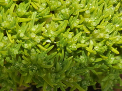 Scleranthus biflorus