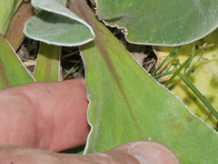 Craspedia uniflora maritima