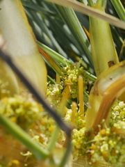 Aciphylla squarrosa squarrosa