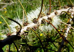 Melaleuca teretifolia