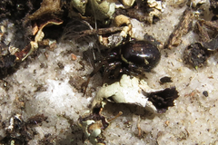 Steatoda ancorata
