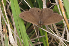 Stegosatyrus periphas