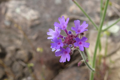 Verbena intermedia