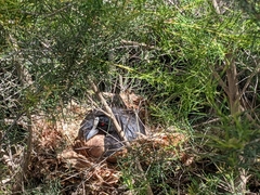 Fulica atra australis