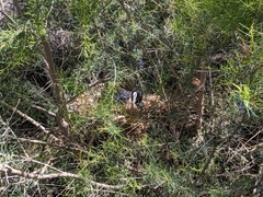 Fulica atra australis