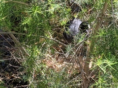 Fulica atra australis