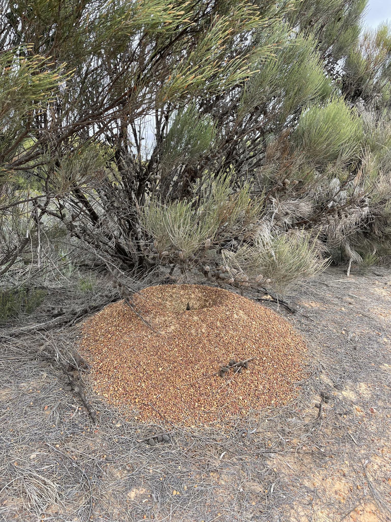 Myrmecia fulgida