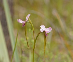 Diuris daltonii