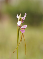 Diuris daltonii