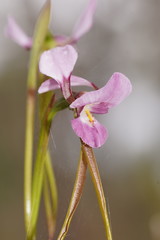 Diuris daltonii