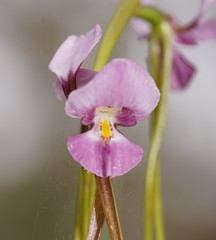Diuris daltonii