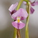 Western Purple Diuris - Photo (c) Reiner Richter, some rights reserved (CC BY-NC-SA), uploaded by Reiner Richter