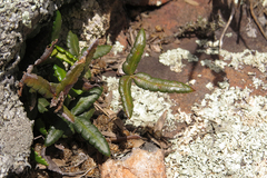 Doryopteris triphylla image