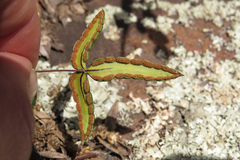 Doryopteris triphylla image