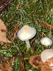 Inocybe pudica