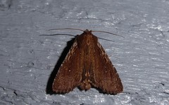 Ichneutica infensa