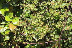 Muehlenbeckia australis × complexa