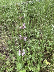 Stachys rigida