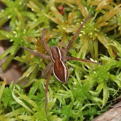 Dolomedes striatus