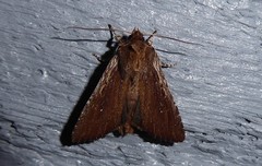 Ichneutica infensa