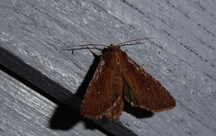 Ichneutica infensa