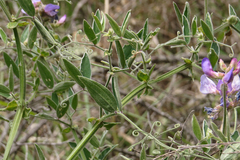 Lathyrus pubescens