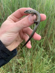 Lissolepis coventryi