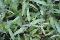 Urtica perconfusa