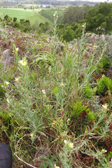Oenothera indecora