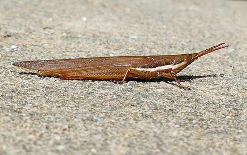 Cattail Toothpick Grasshopper photo 5