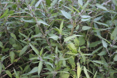 Urtica perconfusa